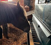 Žirgas Peronas ir jo gelbėjimo operacija