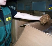 Ispanijoje likviduoti &scaron;e&scaron;i nelegalūs tabako fabrikai