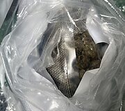 Muitininkams Vilniuje įkliuvo i&scaron; Kanados kvai&scaron;alus dideliais kiekiais siuntęsis asmuo