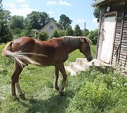 Nužudyto vaikino namai