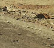 Marokas-Mauritanija