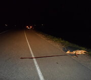 Avarijos vietoje