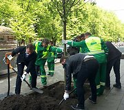 Liepų sodinimas Vilniuje, Vasario 16-osios ir Gedimino prospekto sankirtoje 2014 m. gegužės 09 d. 