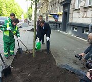Liepų sodinimas Vilniuje, Vasario 16-osios ir Gedimino prospekto sankirtoje 2014 m. gegužės 09 d. 