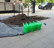 Liepų sodinimas Vilniuje, Vasario 16-osios ir Gedimino prospekto sankirtoje 2014 m. gegužės 09 d. 