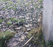 &Scaron;unų aik&scaron;telė Antakalnyje