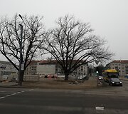 Rinkimai &Scaron;iauliuose