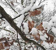 Per Lietuvą keliauja žiema