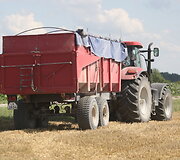 Derlius dėl sausros neabejotinai bus mažesnis