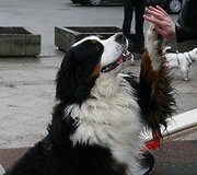 Berno zenenhundai