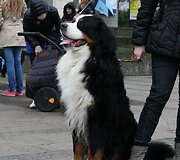 Berno zenenhundai