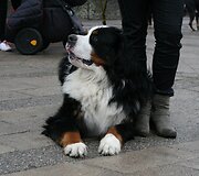 Berno zenenhundai