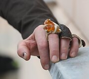 Žagarės dvare &ndash; trofėjų paroda su lapių medžioklės imitacija