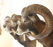 Žagarės dvare &ndash; trofėjų paroda su lapių medžioklės imitacija