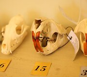 Žagarės dvare &ndash; trofėjų paroda su lapių medžioklės imitacija