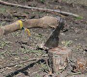 Ukraina -  nuo mėlynai geltonų konteinerių iki &bdquo;banderininkų&ldquo; barų