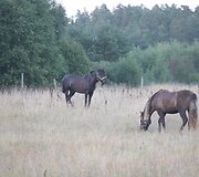 Žemaitukų žygis aplink Lietuvą