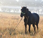 Žemaitukų žygis aplink Lietuvą