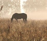 Žemaitukų žygis aplink Lietuvą
