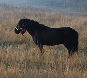Žemaitukų žygis aplink Lietuvą
