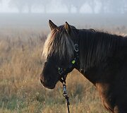 Žemaitukų žygis aplink Lietuvą