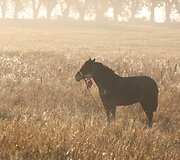 Žemaitukų žygis aplink Lietuvą