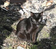 Jauna &scaron;eima po gaisro nenuleidžia rankų &ndash; nori atkurti savo namus