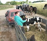 Baigėsi 37 dienas trukęs žemaitukų žygis apie Lietuvą