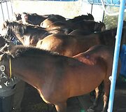 Baigėsi 37 dienas trukęs žemaitukų žygis apie Lietuvą