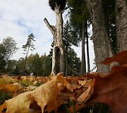 Galinos Dauguvietytės urna su palaikais liks po klevu senelių ir tėvų sodyboje