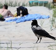 Palanga valo lietaus kanalizaciją &ndash; ruo&scaron;iasi liūčiai