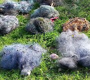 &Scaron;iaulių rajono gyventojo sodyboje rasta 18 neteisėtai laikytų tinklų