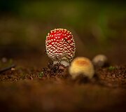 Pareigūno M.Jackevičiaus fotografija