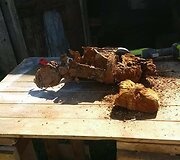 Bridų sodyboje rasta karo laikų pinigų