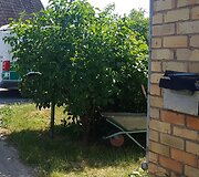 Joni&scaron;kyje i&scaron;minuotojai sprogmenį ėmė i&scaron; karučio