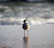 Pėsčiomis pajūriu nuo &Scaron;ventosios iki Palangos tilto