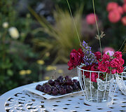 M.Zapolskos auginamos rožės