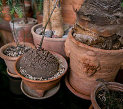 Rauplėtoji dioskorėja (Dioscorea elephantipes)