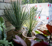 Dasylirion wheeleri ir Agave geminiflora 