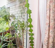 Euphorbia grandicornis 