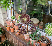 Aeonium