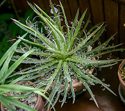 Agave leopoldii 