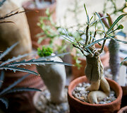 Adenium crispum 