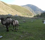 Kirgizijos kupranugariai