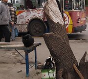 Tiraspolis