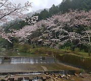 N.Kairio patirtys Japonijoje