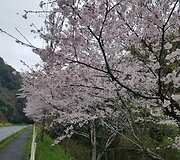 N.Kairio patirtys Japonijoje