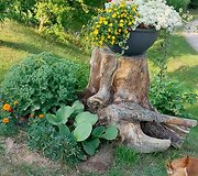 Birutės Buožienės kiemas