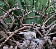 Danutės Jankūnienės kiemas