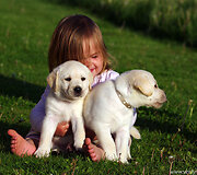 Labradorai